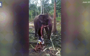 Cố sờ voi, anh chàng bị con vật quật ngã đau đớn