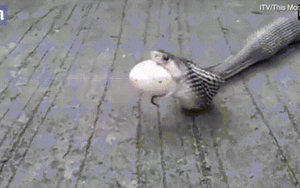 Ăn tham bị mắc nghẹn, rắn hổ mang nôn trả gần chục quả trứng