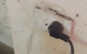 Bất chấp nguy hiểm, thanh niên ngang nhiên đứng cạnh ổ điện nước lũ đang tràn vào quay clip