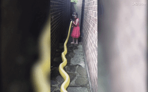 CLIP: Bé gái 5 tuổi vô tư chơi đùa với trăn dài gần 4 m