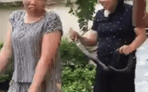 Clip cô giáo vùng cao tay không bắt rắn hổ mang khiến nhiều người ngỡ ngàng
