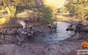 Đàn chó hoang cùng nhau xé xác lợn rừng