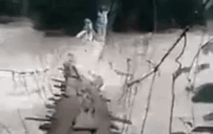 Thót tim xem cảnh người dân Lâm Đồng bất chấp tính mạng vượt cầu treo tạm bợ sắp bị nước lũ cuốn trôi