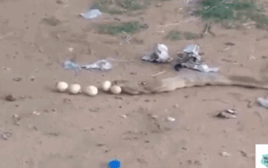 Bị bắt quả tang ăn trộm trứng gà, rắn hổ mang vội vàng nôn trả để tẩu thoát