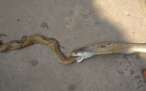 Kinh ngạc rắn hổ mang nôn ra xác đồng loại