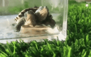 Video gây sốc về rùa 2 đầu đột biến gen cực hiếm