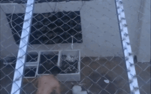 Chú chó bị người đàn ông liên tục quất mạnh vào vùng bụng chỉ biết nằm la hét và bất lực chịu trận khiến cộng đồng mạng phẫn nộ