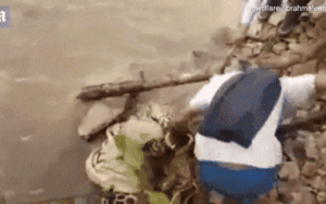 Cố giải cứu con báo bị thương, người đàn ông phải trả giá đắt