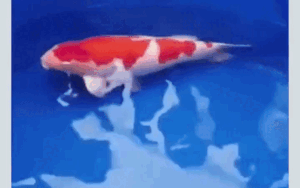 Xôn xao clip cá Koi khổng lồ được đấu giá 42 tỷ đồng