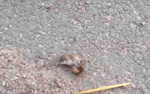 Tử chiến với ong bắp cày, chuột mất mạng trong chưa đầy 1 phút