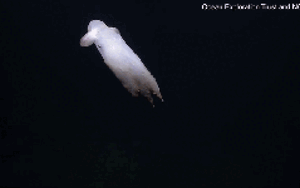 Cận cảnh bạch tuộc 'ma' siêu hiếm gặp dưới đáy biển sâu