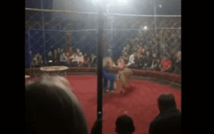 Đang diễn xiếc, sư tử cái bất ngờ vùng dậy lao lên tấn công bé gái 4 tuổi phía dưới sân khấu