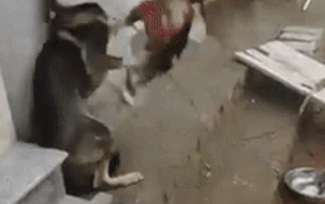 Chết cười xem clip chó gà 'tỉ thí võ công', dân mạng còn thắc mắc 'năm nay năm con chó mà gà hung hăng thế'