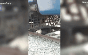 Nằm dưới đường ray xe lửa chạy qua, chú bò khéo léo 'luồn lách' để thoát chết