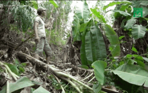 Đàn khỉ trăm con từ trên núi tràn xuống phá hoại rau màu của nông dân Quảng Ngãi