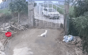 Tài xế ô tô phóng nhanh trên đường làng tông vào nhà người dân khiến cổng nhà và bức tường vỡ vụn