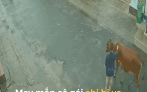Clip: Đang vuốt ve trò chuyện, cô gái bất ngờ bị con bò tung chân đá ngã văng xuống đường và bị xe máy đâm thẳng lên người