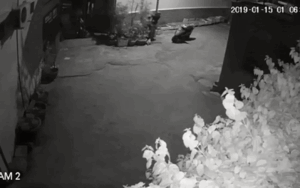 Nam thanh niên nhanh tay bứng cây mai trước cửa nhà dân lúc rạng sáng khiến gia chủ bức xúc