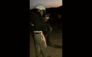 Người đàn ông tay không bắt rắn 'khủng',  bị cắn vào tay vẫn khăng khăng không có độc