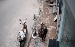 Cặp vợ chồng đi ô tô trộm cây đào trước cửa nhà dân, hôm sau vội vàng mang cây đến trồng lại vị trí cũ