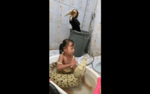Thản nhiên ngồi đánh răng cho cá sấu, cô bé khiến dân tình 'sợ khiếp vía'