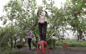 Bắc ghế hái dâu tằm kiếm tiền triệu mỗi ngày ở Hà Nội