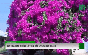 Chiêm ngưỡng cây hoa giấy khổng lồ 50 tuổi ở Lý Sơn thu hút du khách