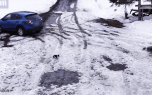 Kinh ngạc chú chó lao ra cứu bạn khi nhìn thấy nguy hiểm