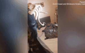 Clip cận cảnh bắt trăn 'quái vật' dài 1,7 mét trốn trong nhà dân