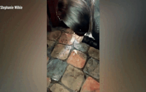 Tiếc rượu đắt bị đổ ra sàn nhà, người phụ nữ có hành động kỳ lạ khiến ai cũng buồn nôn