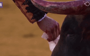 Đấu sĩ Tây Ban Nha lau nước mắt cho bò trước khi giết gây tranh cãi khi bị cho là 'đạo đức giả'