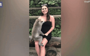 Khỉ tinh quái kéo váy lộ vòng một của cô gái