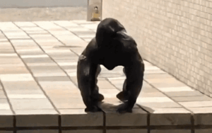 Chuyên gia lý giải hành vi quạ tạo dáng trông giống khỉ đột đang gây sốt mạng xã hội