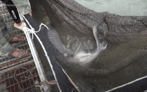 Trại cá tầm 'khổng lồ' nhiều con nặng gần 60 kg ở Sơn La