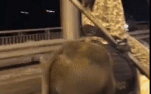 Clip: Người đàn ông đầu đội nón bảo hiểm, tay cầm gậy sắt cưỡi trâu đi trên đường phố thu hút sự chú ý