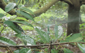 Vườn sầu riêng 900 gốc được tưới nước tự động ở Gia Lai