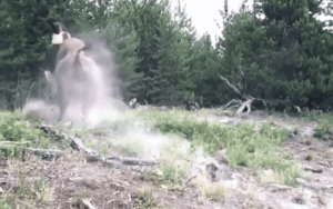 Kinh hoàng khoảnh khắc bò rừng hất tung cô bé 9 tuổi lên không trung