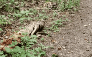 Mải mê đánh nhau, hai con rắn không biết có kẻ thứ 3 đang đứng ngắm chỉ cách vài bước chân