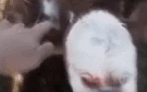 Con bê mang khuôn mặt giống người vì đột biến gen