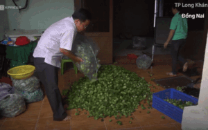 Làm trà khổ qua rừng thu gần 200 triệu mỗi tháng