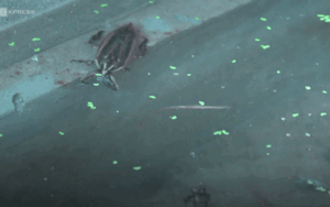 Nuôi cà cuống kiếm gần 40 triệu đồng mỗi tháng