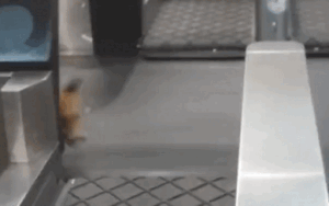 Cáo 'đột nhập' làm náo loạn nhà ga sân bay