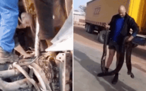 Thấy động cơ xe phát ra tiếng lạ, tài xế sợ mất hết hồn vía khi thấy thứ này