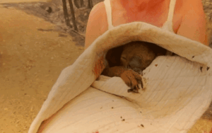 Cảm động người phụ nữ giải cứu chú gấu koala thoát khỏi đám cháy dữ