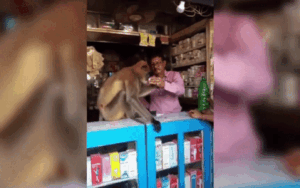 Bị thương vì đánh nhau với đồng loại, chú khỉ thông minh làm điều này khiến dân làng ngơ ngác