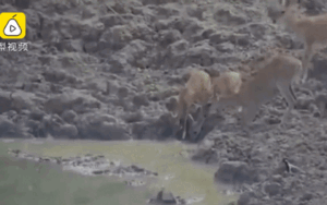 Trăn vồ nai, siết chặt khiến con mồi không kịp giãy giụa tới chết