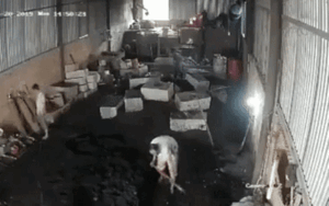 Hốt hoảng nhìn người đàn ông đi chân đất bị điện giật khiến toàn thân cứng đờ