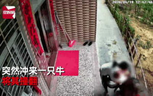 Đang bế con đứng trước cửa nhà, người mẹ bị trâu điên lao tới húc ngã