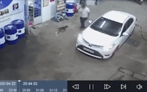 Vào đổ xăng, người đàn ông đi ô tô nhanh tay bắt trộm chó bị chỉ trích dữ dội