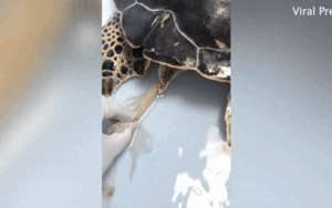 Phát hiện kinh hãi trong bụng rùa biển xanh